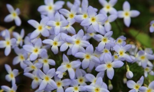 Purple flowers 