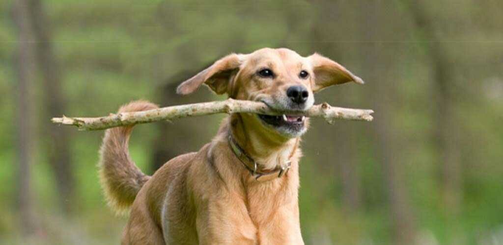 Dog fetching a stick