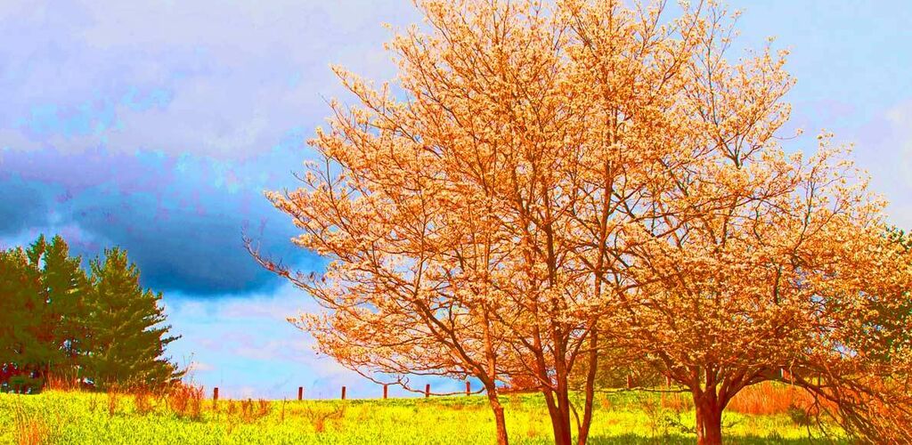 Tree in Bloom